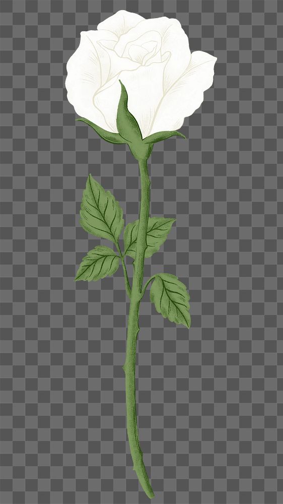 White rose png flower sticker, transparent background