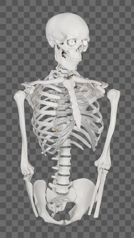 Human skeleton png sticker, transparent background