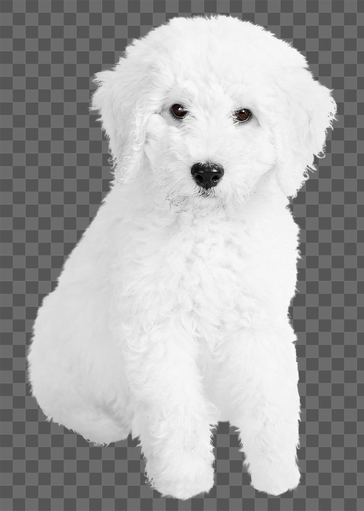 White dog png collage element, transparent background