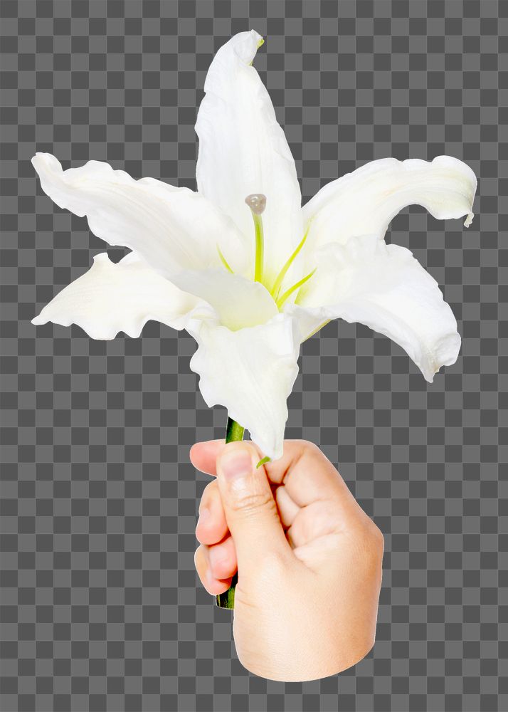 PNG PNG white lily, held by hand transparent background
