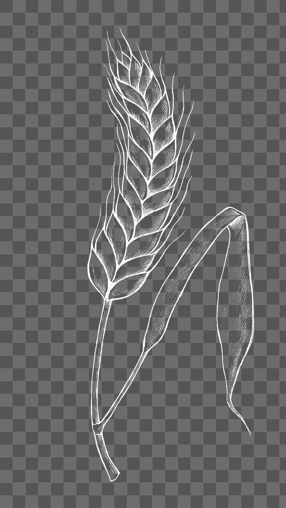 Png wheat illustration collage element, transparent background