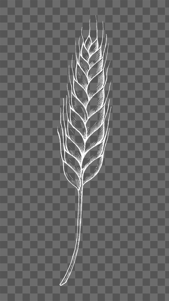 Png wheat illustration collage element, transparent background