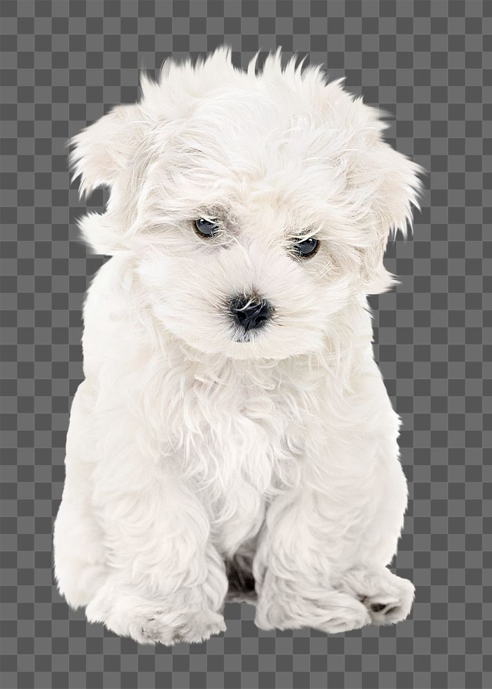 BIchon Frise puppy png, transparent background