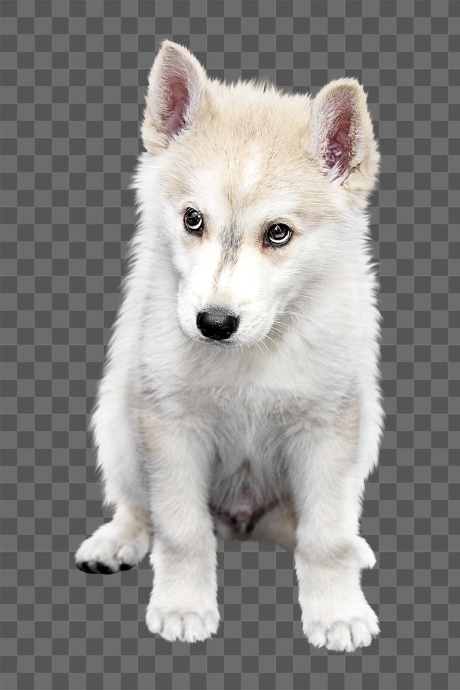 PNG cute puppy, collage element, transparent background