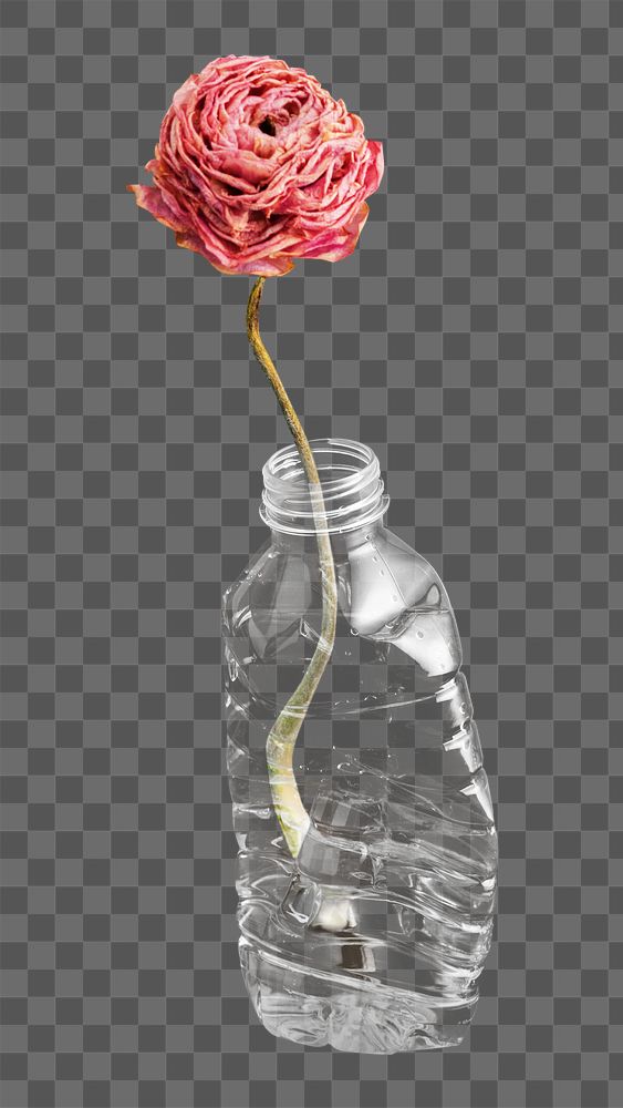 Ranunculus png collage element, transparent background