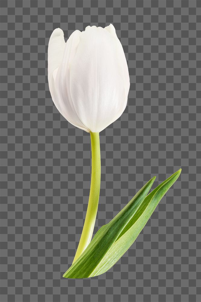 PNG tulip flower, collage element, transparent background