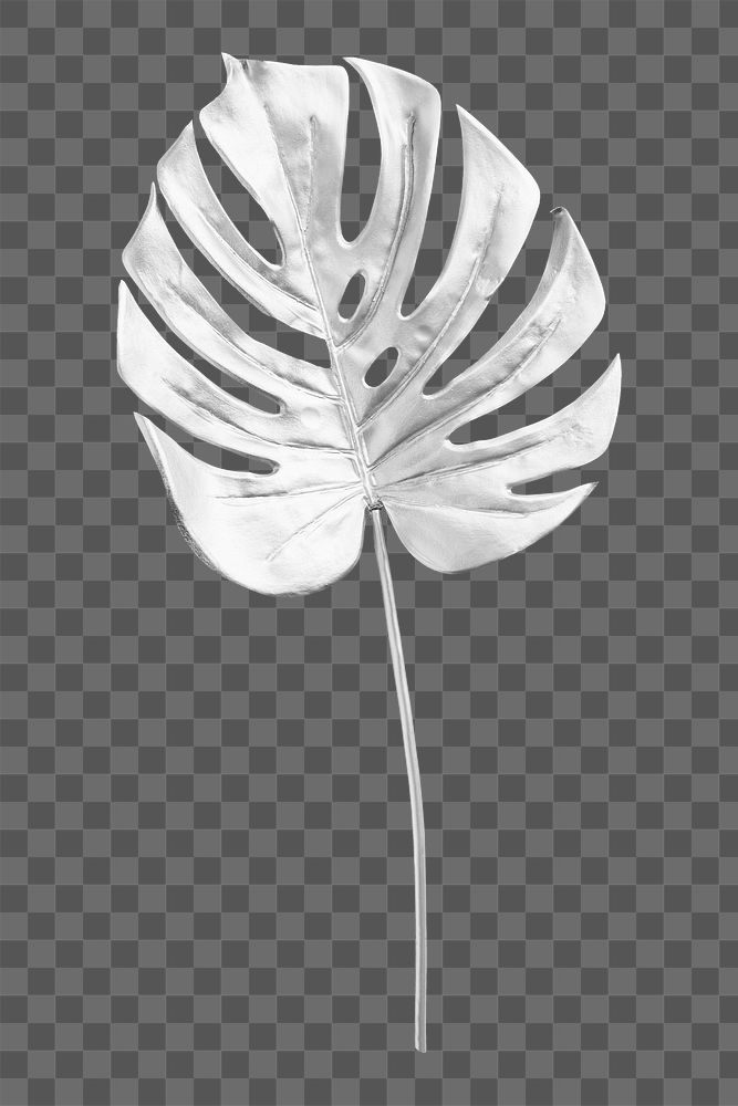 Png silver monstera leaf on transparent background