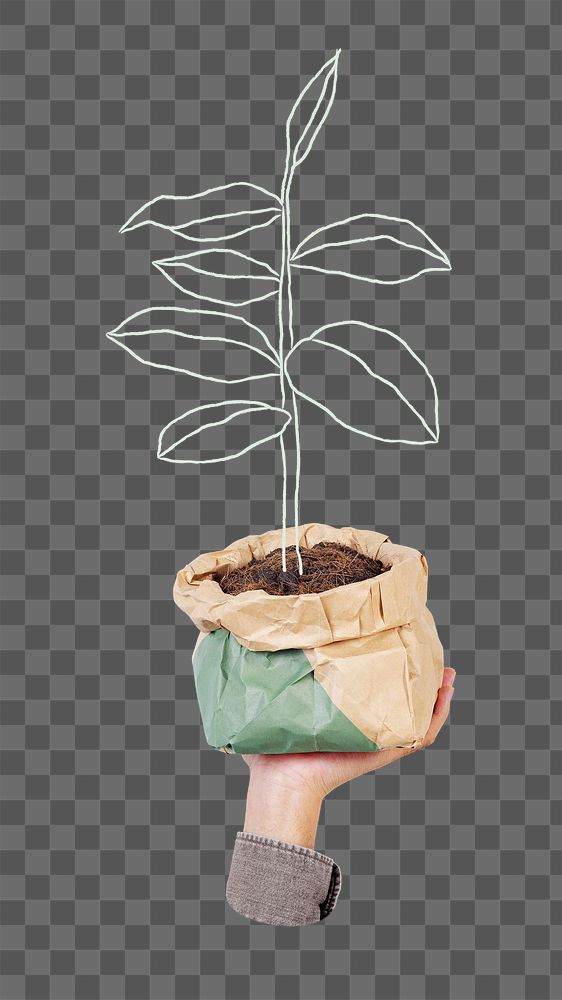 Sustainable plant png illustration, transparent background