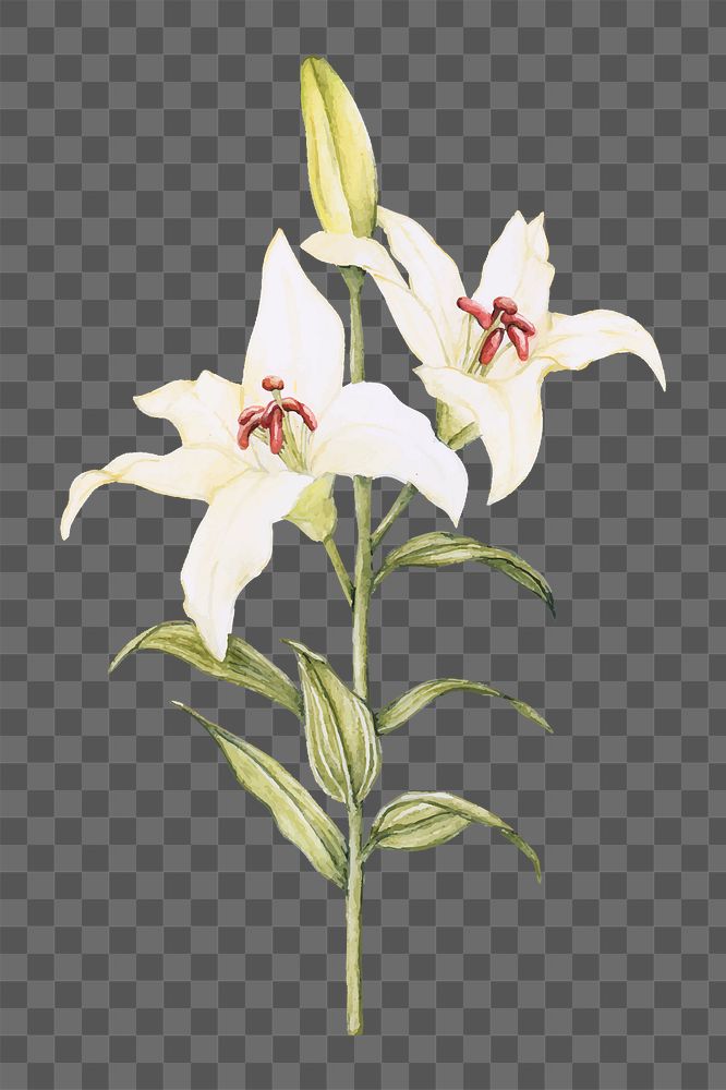  Lily png watercolor element, transparent background
