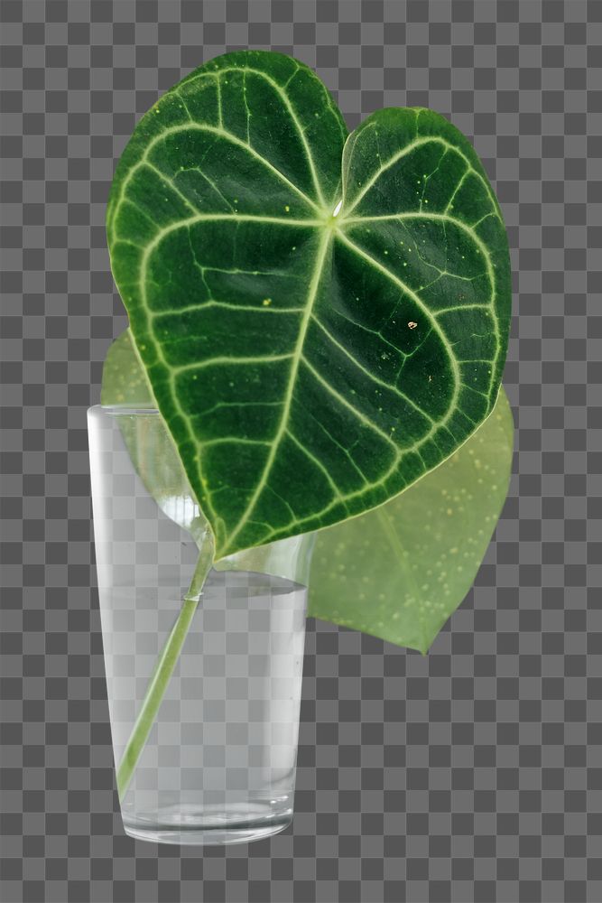 Png green leaf, isolated image, transparent background