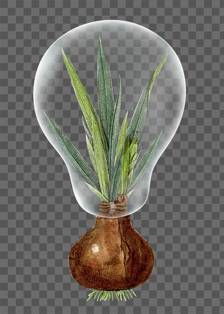 Squill plant png sticker light bulb, protect the environment, transparent background