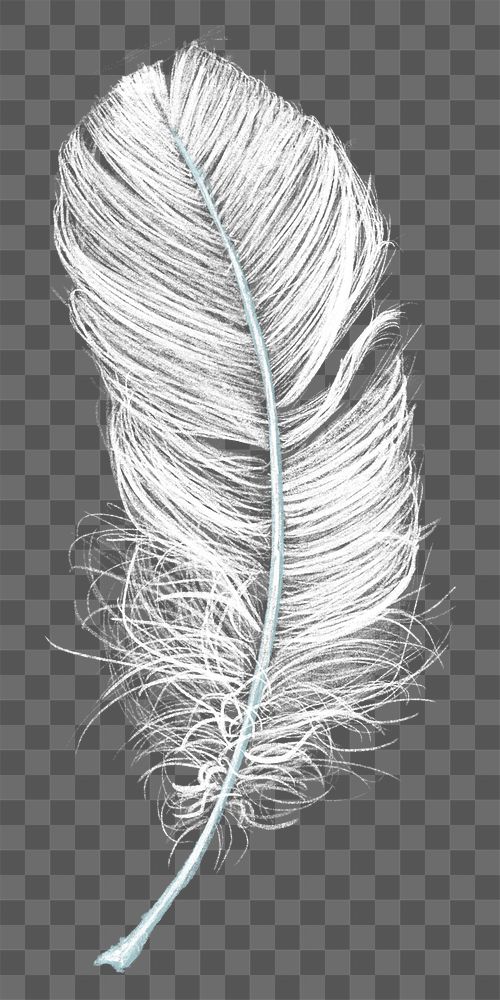 Feather png design element