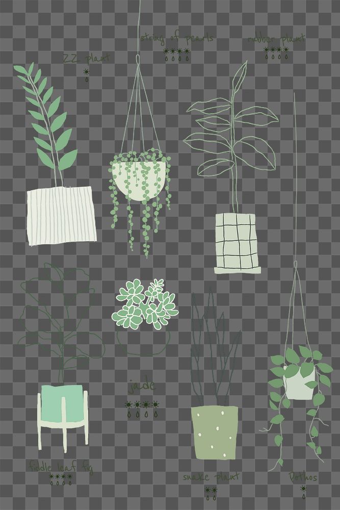 Popular houseplant png doodles and names 