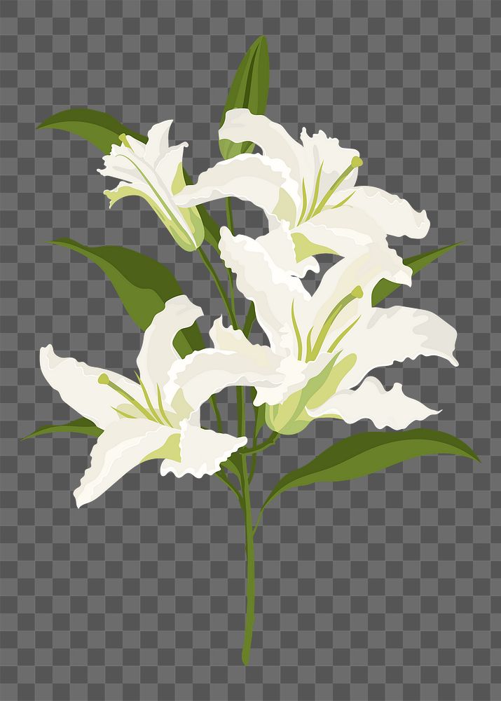 Lily flower png sticker, white botanical, feminine illustration on transparent background