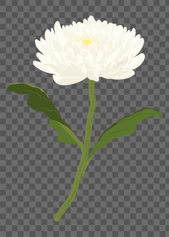 White aesthetic flower png sticker, chrysanthemum realistic illustration