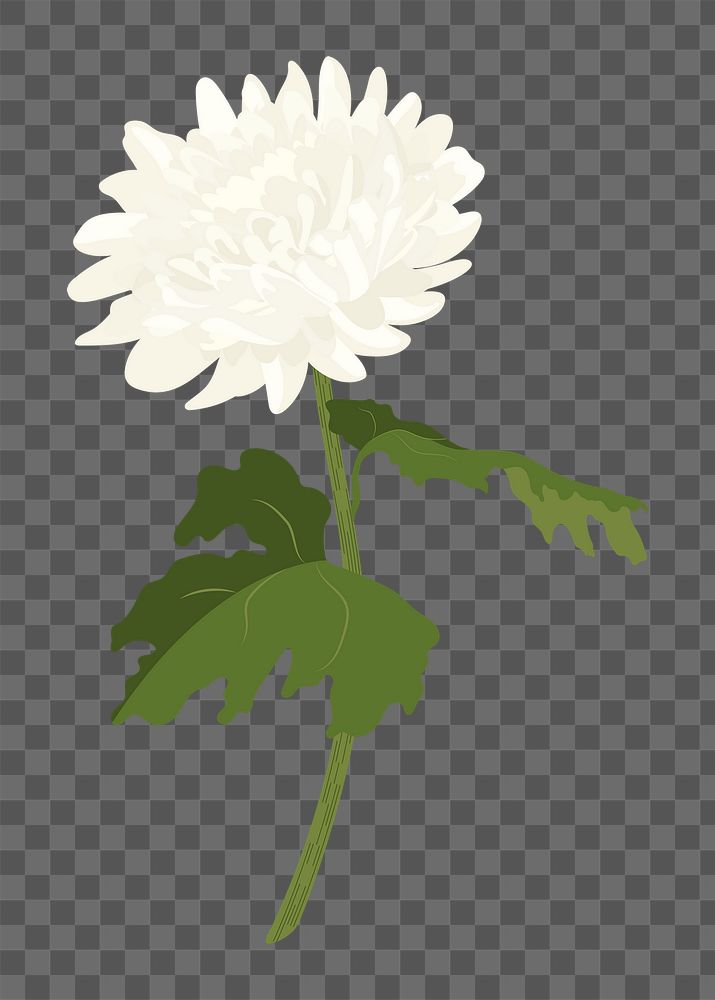 White aesthetic flower png sticker, chrysanthemum realistic illustration