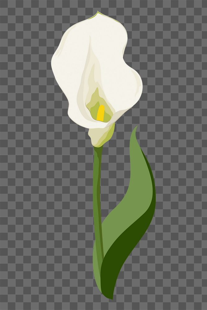 White calla lily png sticker, flower illustration on transparent background