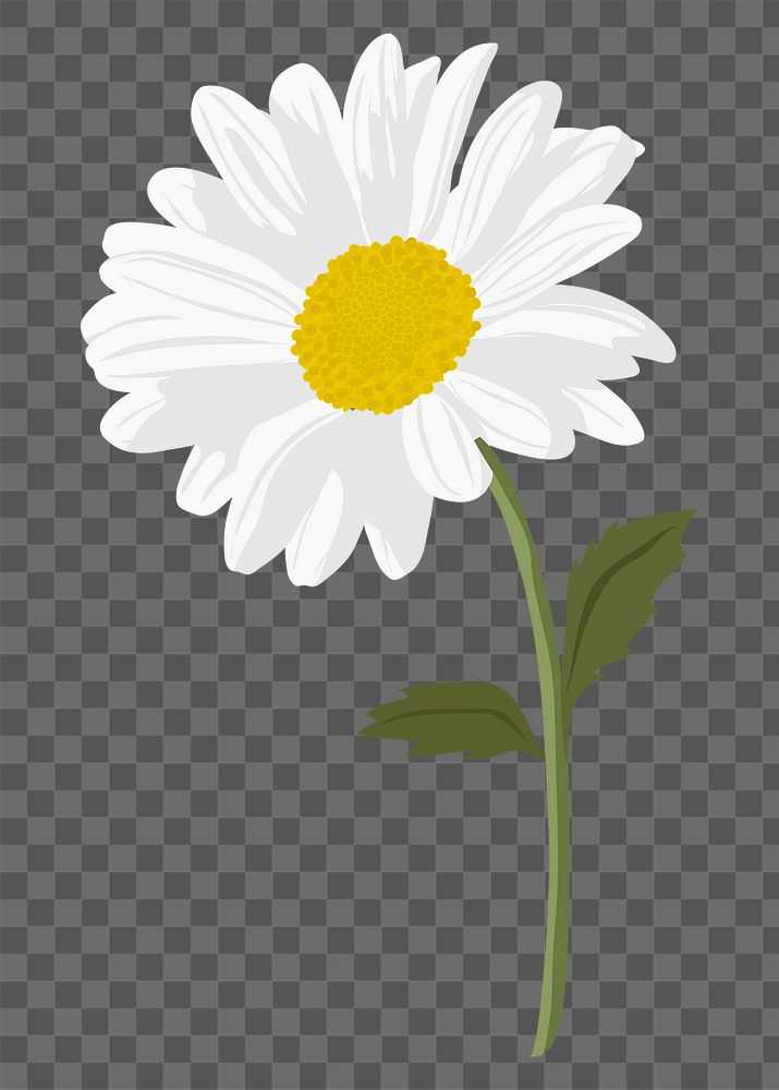 Aesthetic daisy png sticker, white flower collage element on transparent background