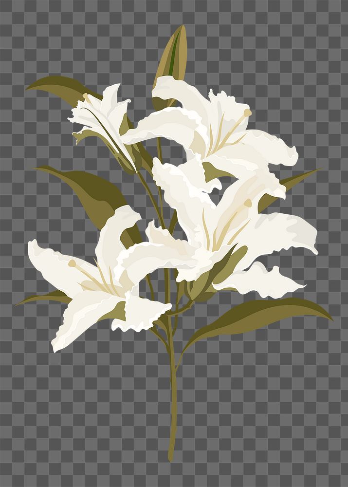 Aesthetic lily png sticker, white flower illustration on transparent background