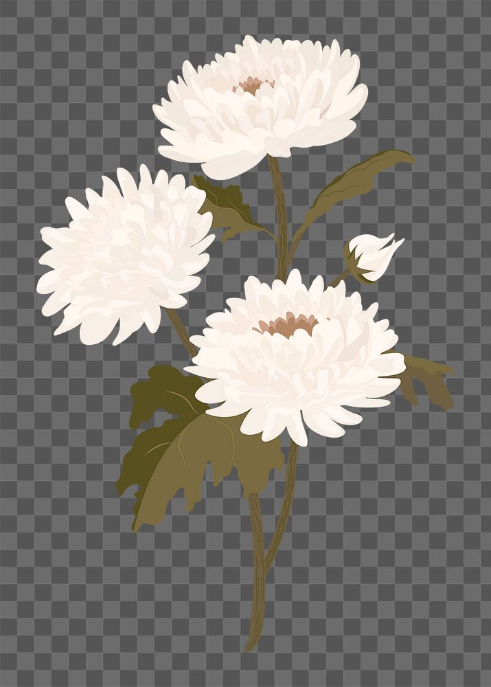White aesthetic flower png sticker, chrysanthemum pastel illustration