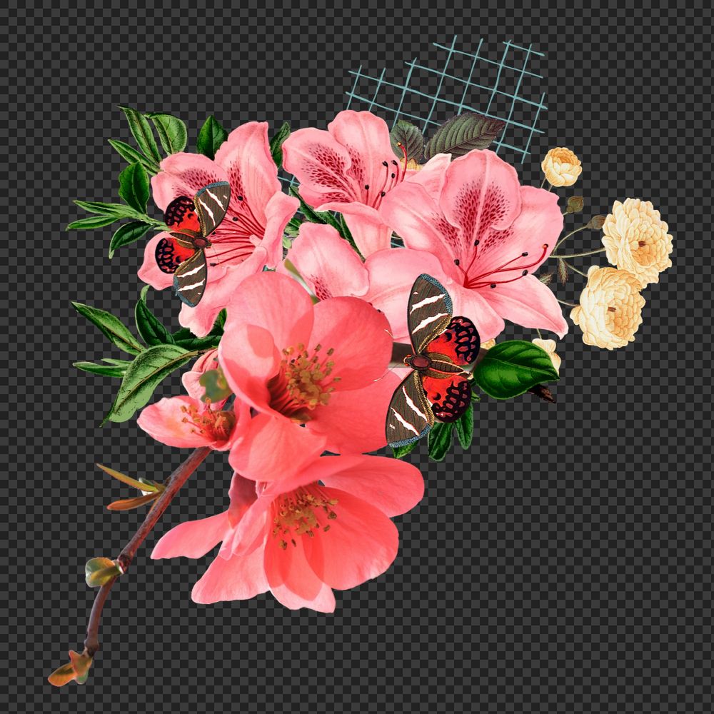 Pink Chinese quince png flower, botanical illustration, editable design
