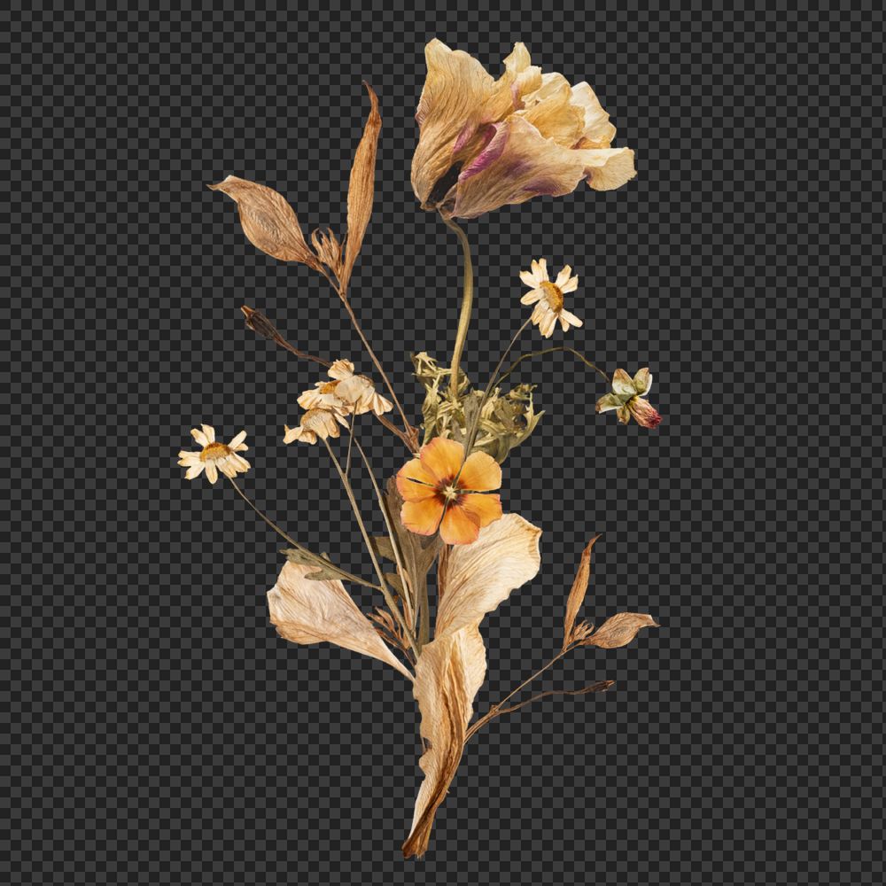 Dry Autumn flower png, botanical illustration, editable design
