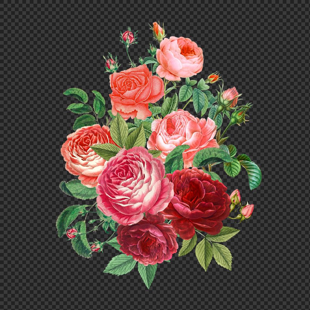 Pink Valentine's rose png flower bouquet, botanical illustration, editable design