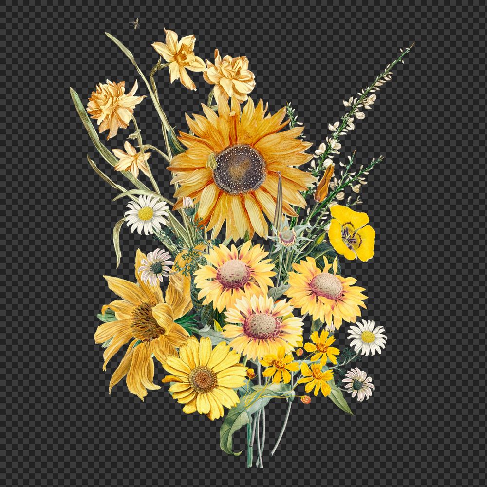Sunflower bouquet png flower, botanical illustration, editable design