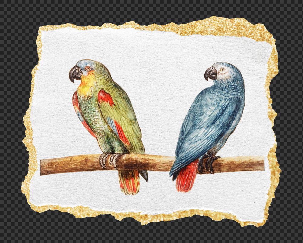 PNG vintage parrot and gray red tailed parrot illustration, ripped paper mockup element, transparent background. Remixed by…