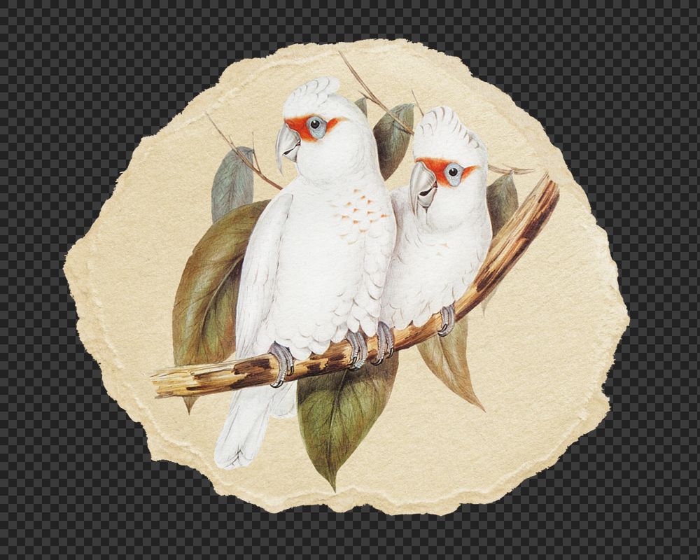 PNG ripped paper mockup element, long-billed cockatoo bird illustration, transparent background. Remixed by rawpixel.