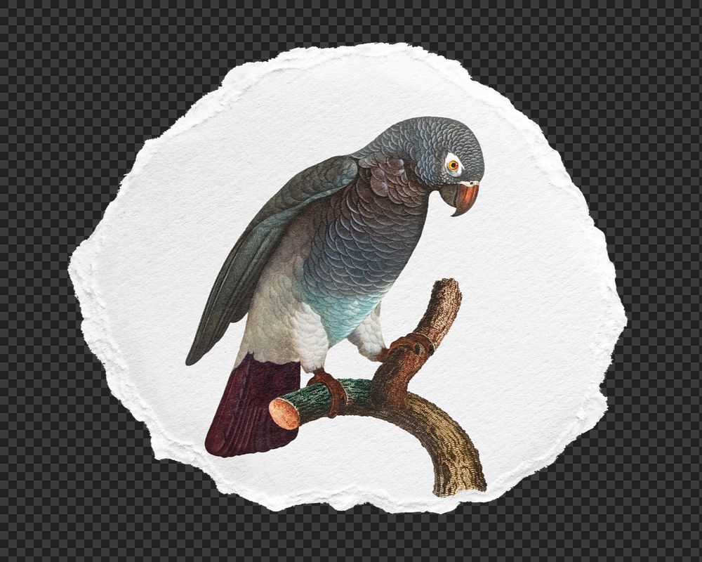 Ripped paper png mockup element, Grey parrot transparent background. Remixed by rawpixel.