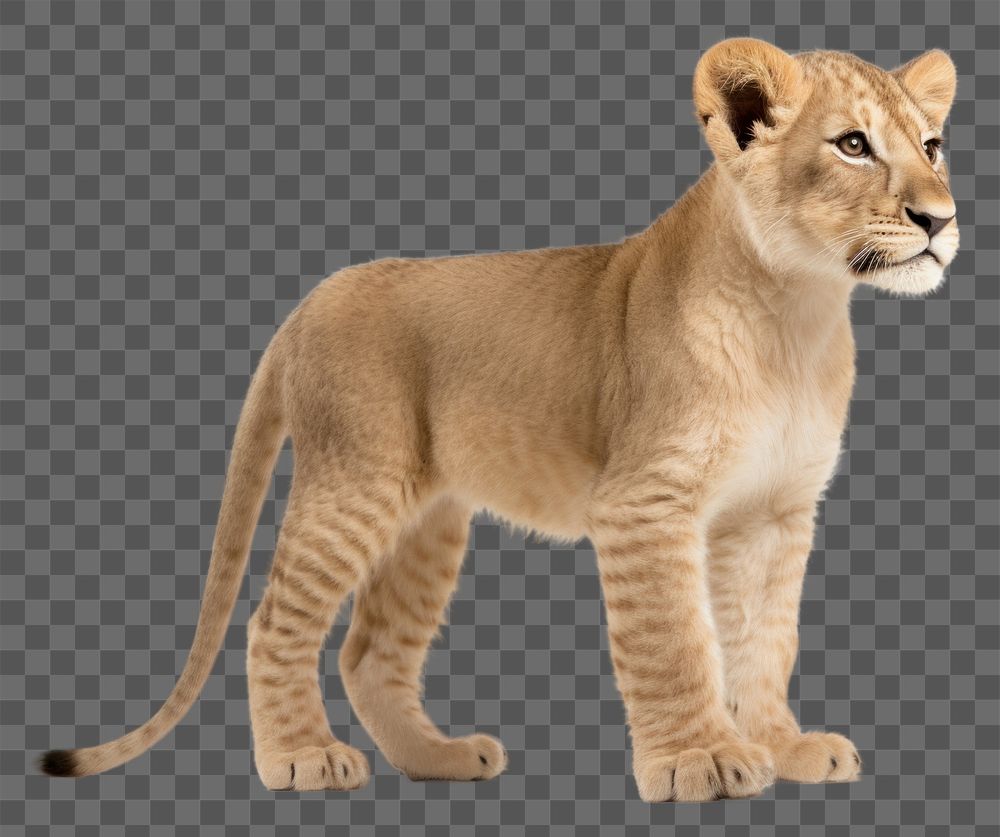 PNG Baby lion wildlife standing mammal. AI generated Image by rawpixel.