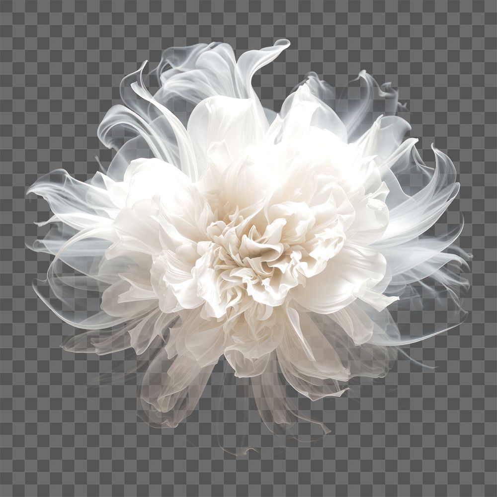 PNG Abstract smoke of chrysanthemum flower plant white.