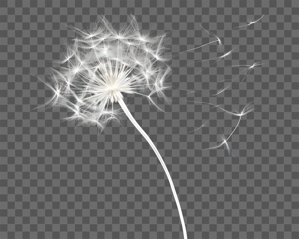 PNG Abstract smoke of dandelion flower plant white.