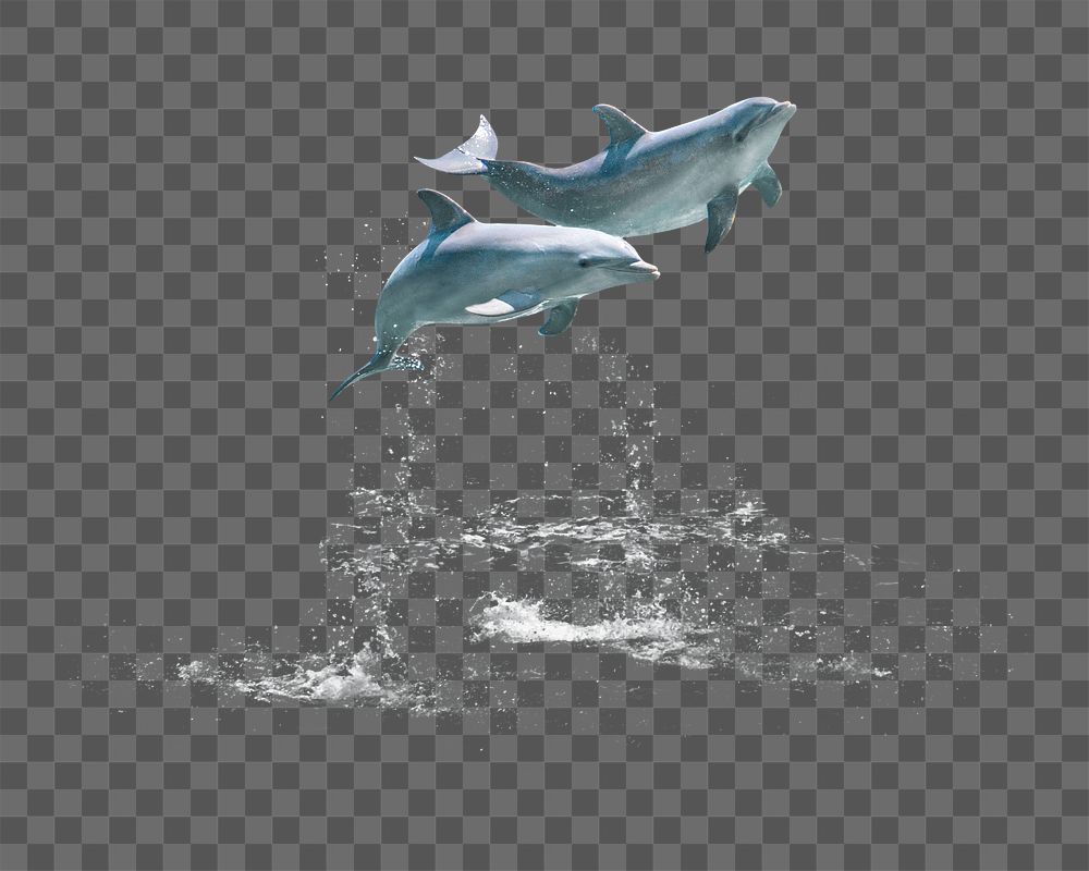 Jumping dolphins png sticker, sea animal on transparent background