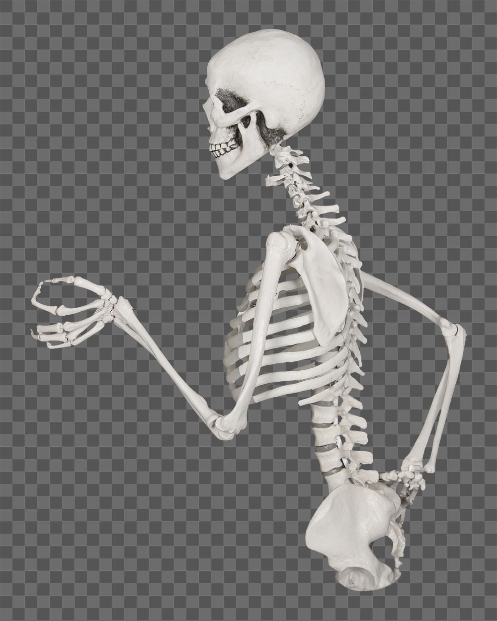 Human skeleton png sticker, transparent background
