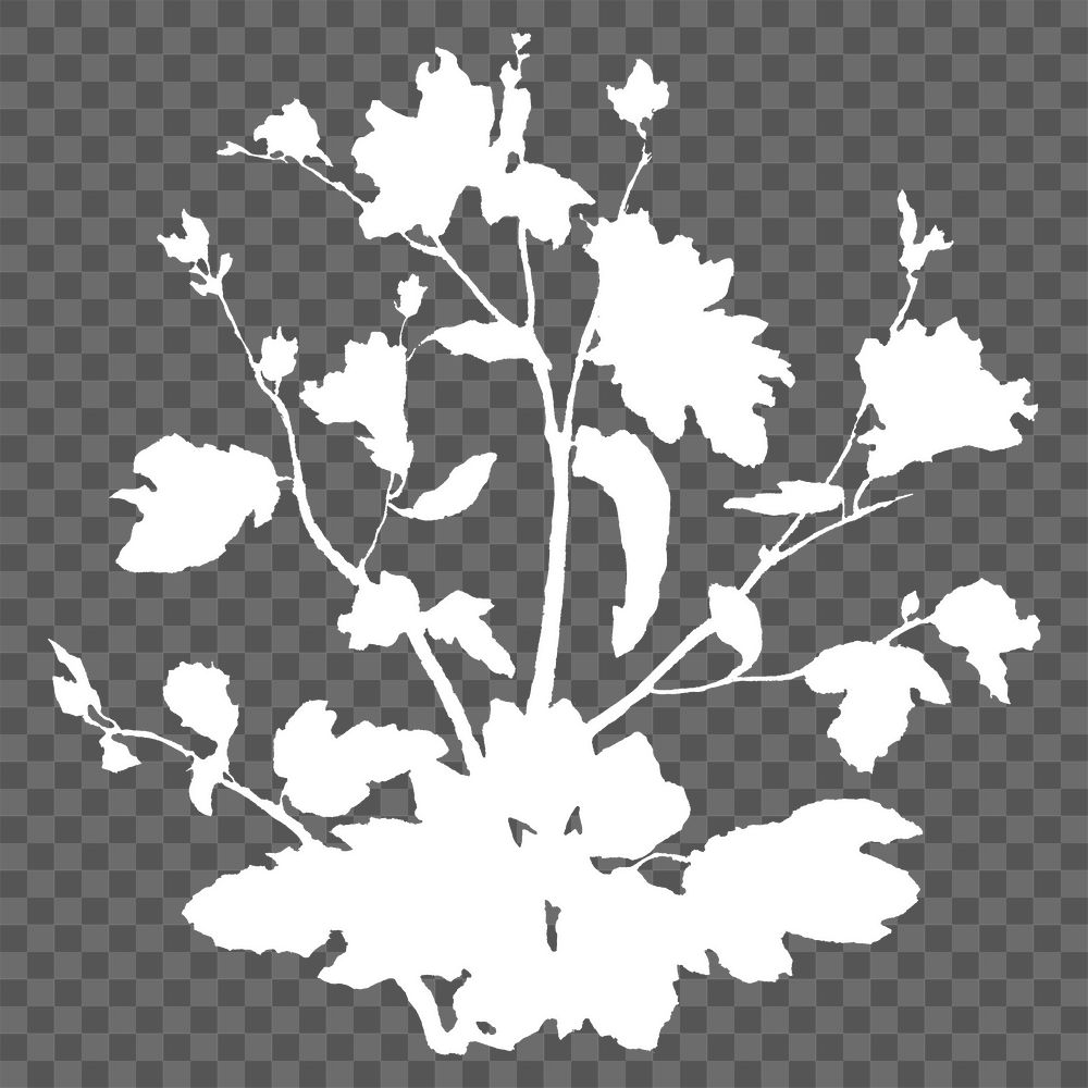 PNG white flower silhouette, transparent background