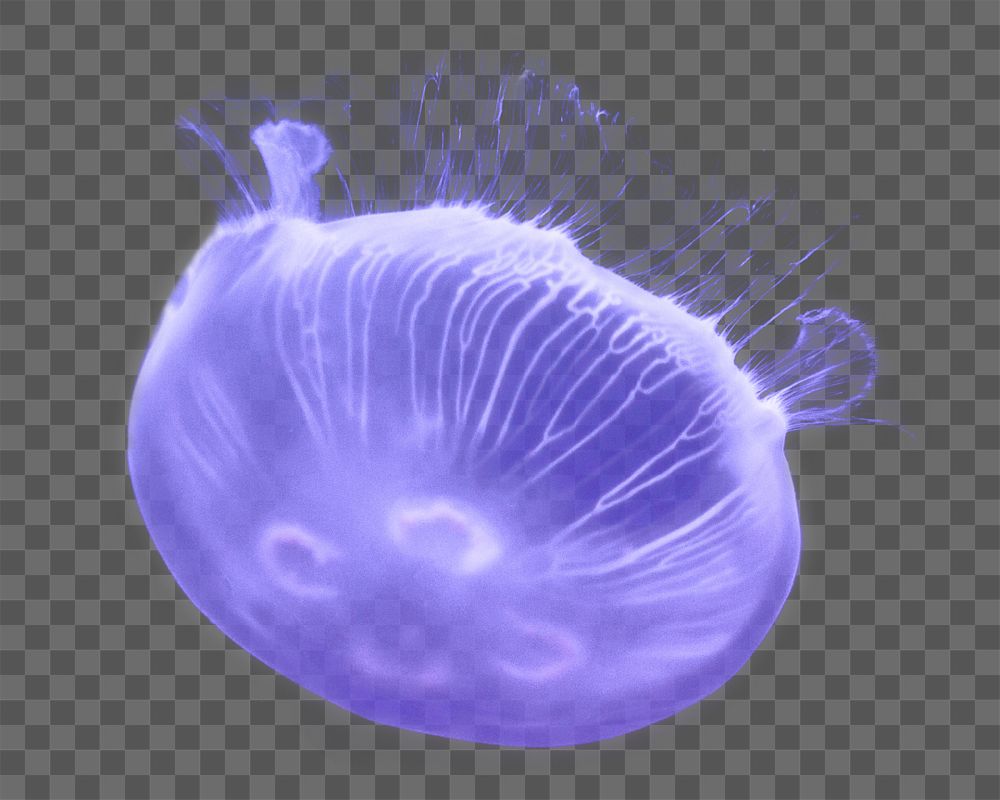 Purple jellyfish png sticker, transparent background