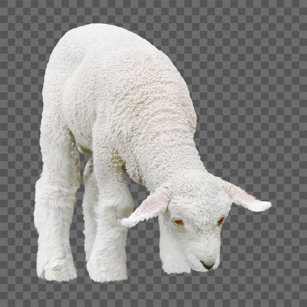 Lamb, animal png collage element, transparent background