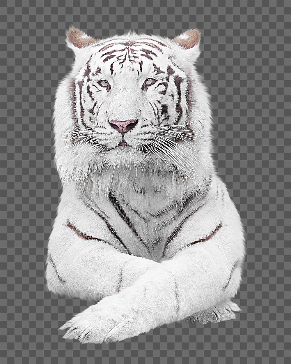 White tiger png, design element, transparent background