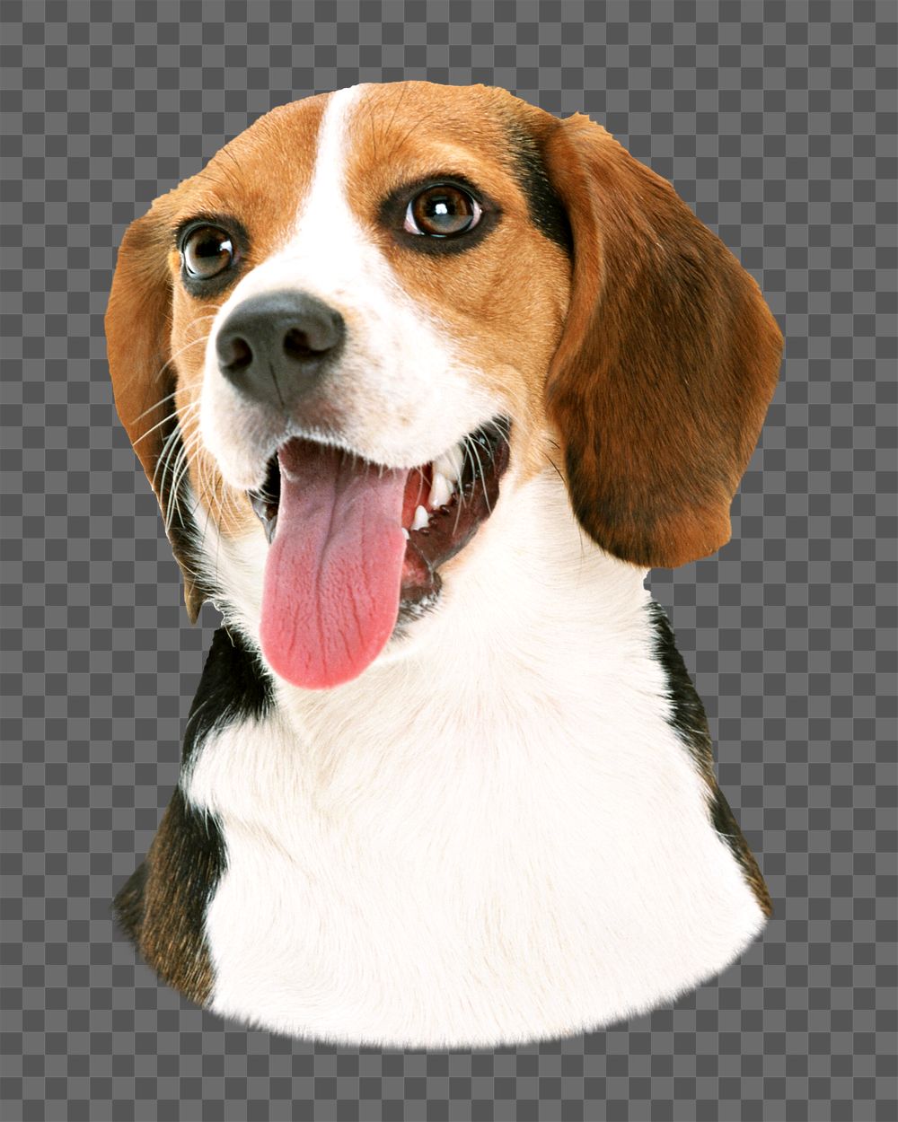 PNG  beagle dog  animal, collage element, transparent background