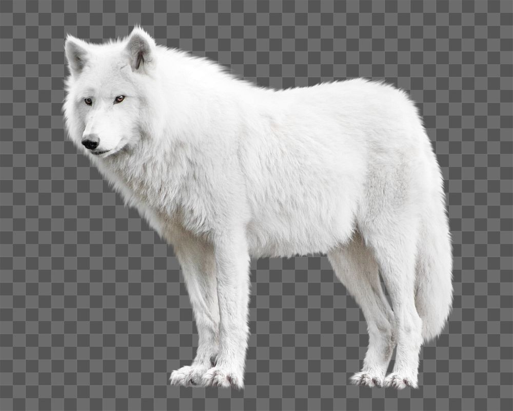 PNG arctic wolf, collage element, transparent background