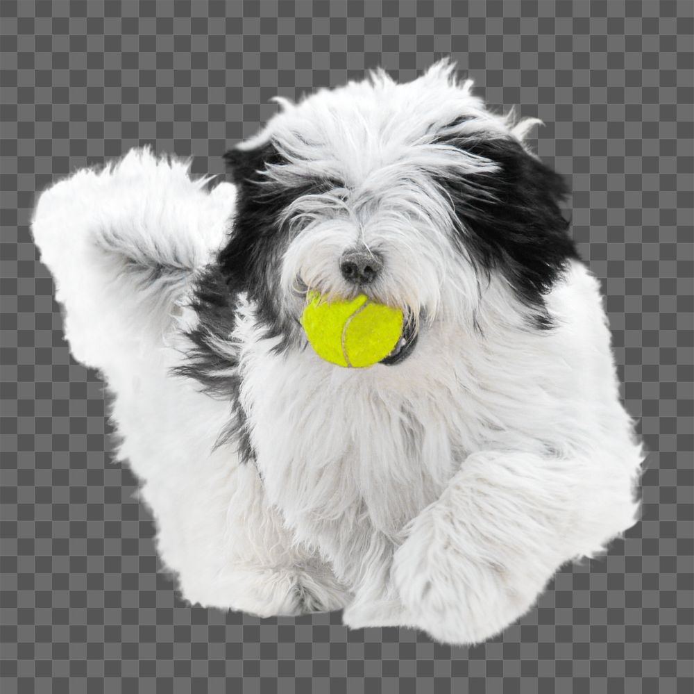 Old English Sheepdog png collage element, transparent background