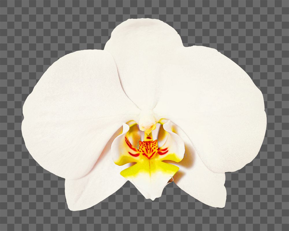 White orchid flower png collage element, transparent background