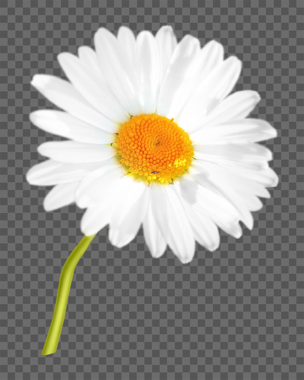 PNG daisy flower, collage element, transparent background
