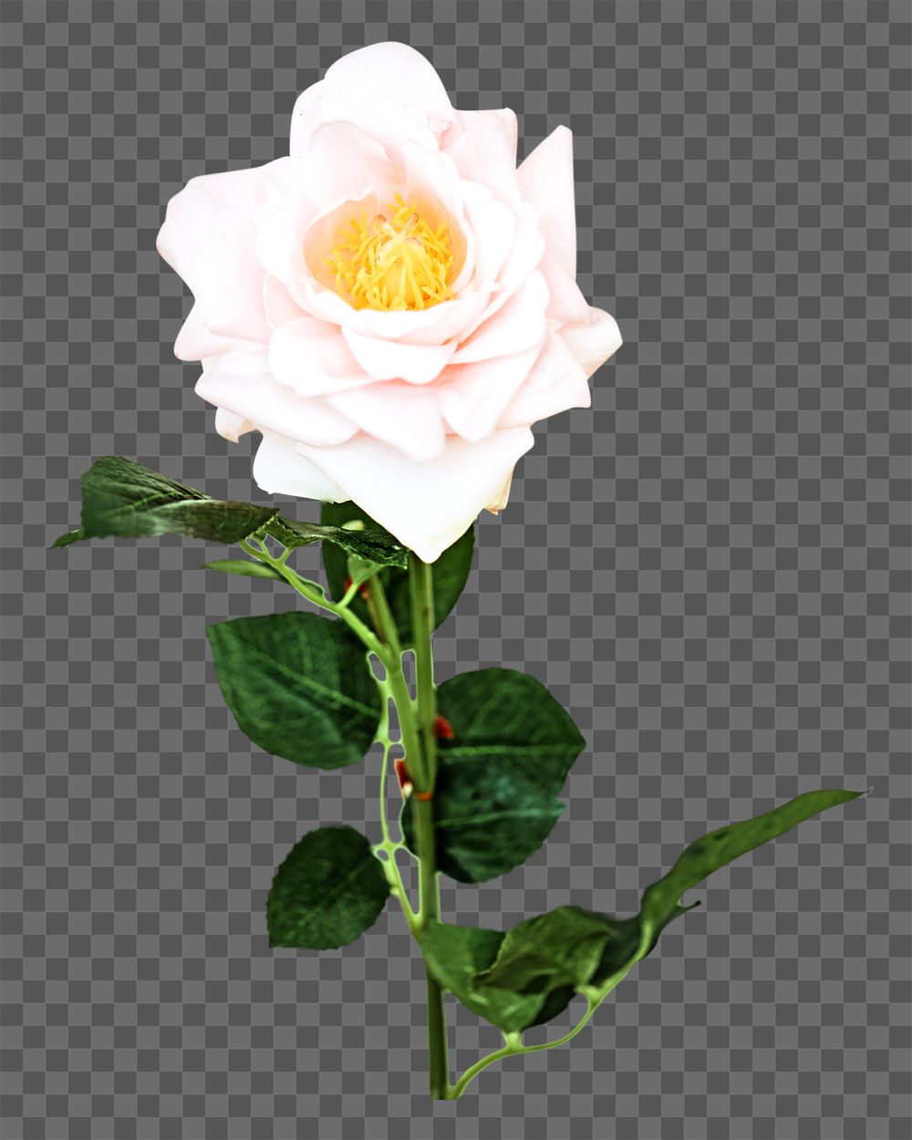 PNG rose flower, collage element, transparent background