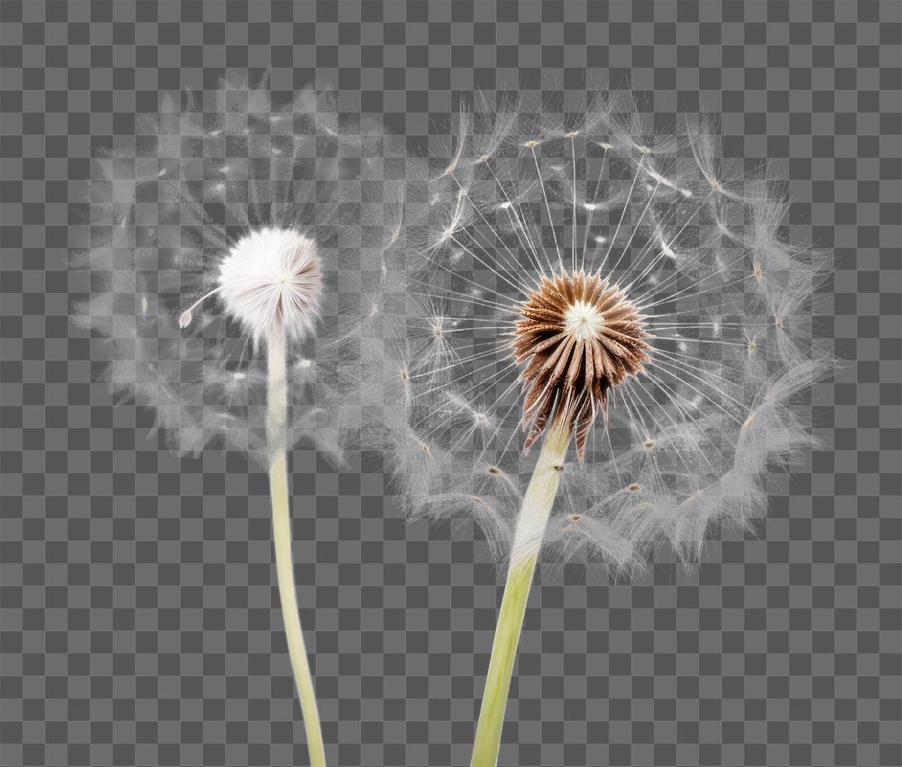 PNG Dandelion flower plant white. AI generated Image by rawpixel.