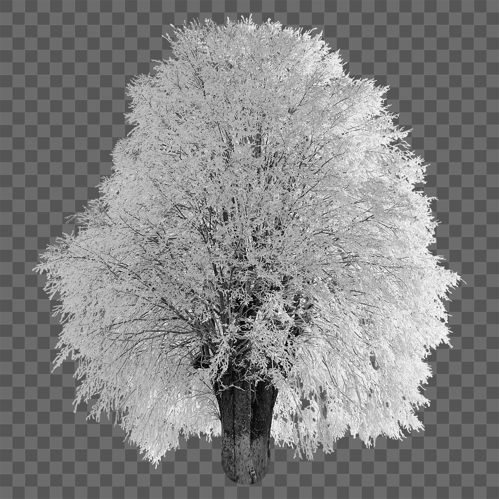 Snow covered tree png sticker, transparent background