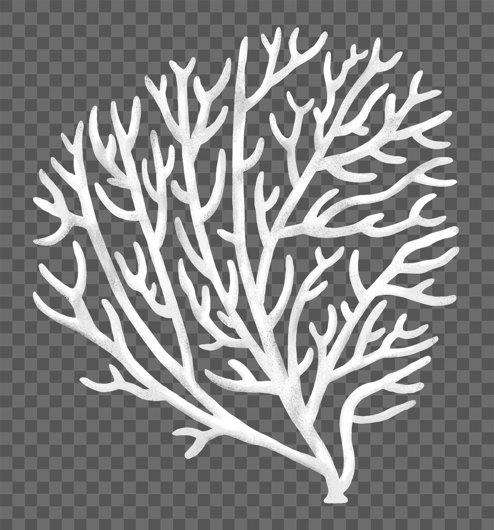 Bleached coral png sticker, nature illustration, transparent background