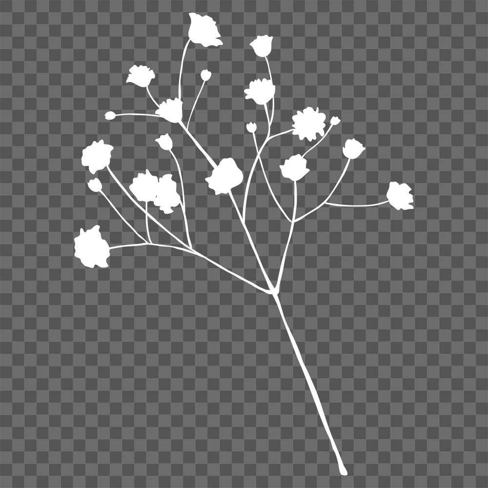 Gypsophila branch silhouette flower png element, transparent background